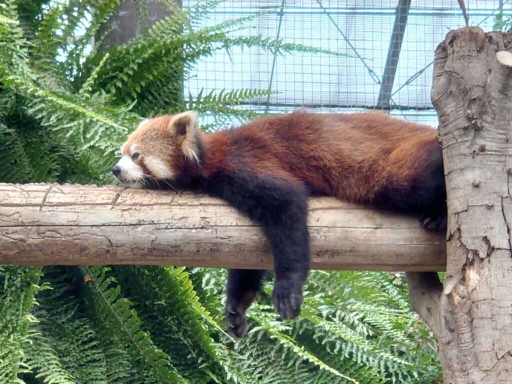 寝てるレッサーパンダ
